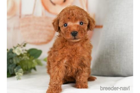 成約済の神奈川県のトイプードル-238965の2枚目