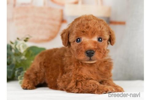 成約済の神奈川県のトイプードル-238965の3枚目