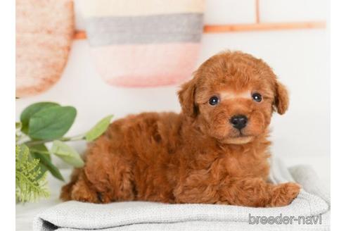 成約済の神奈川県のトイプードル-238965の5枚目