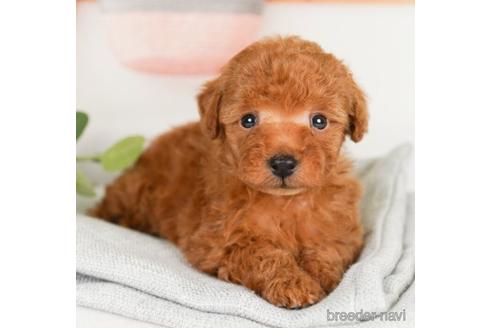 成約済の神奈川県のトイプードル-238965の1枚目