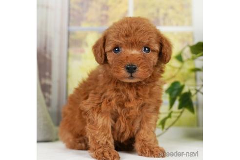 成約済の神奈川県のトイプードル-238972の1枚目