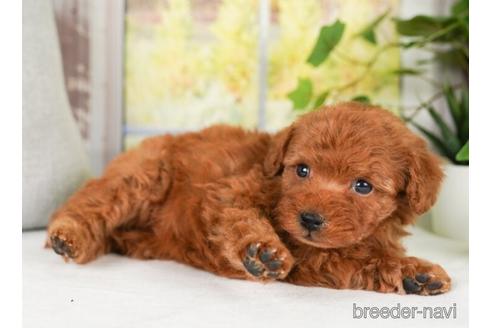 成約済の神奈川県のトイプードル-238972の2枚目