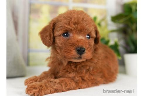 成約済の神奈川県のトイプードル-238972の4枚目