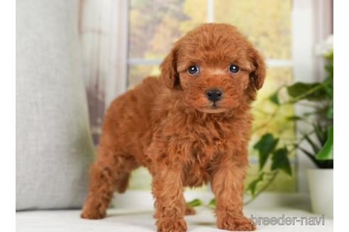 成約済の神奈川県のトイプードル-238972の3枚目