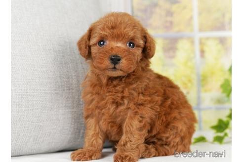 成約済の神奈川県のトイプードル-238972の5枚目