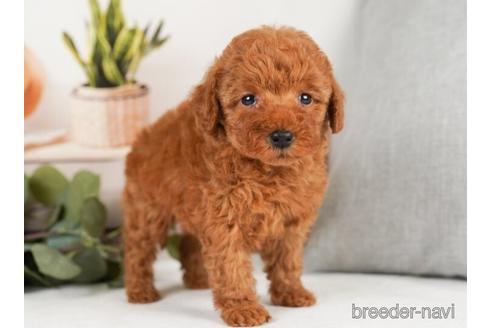 成約済の神奈川県のトイプードル-238973の4枚目