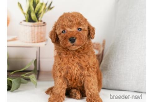 成約済の神奈川県のトイプードル-238973の2枚目