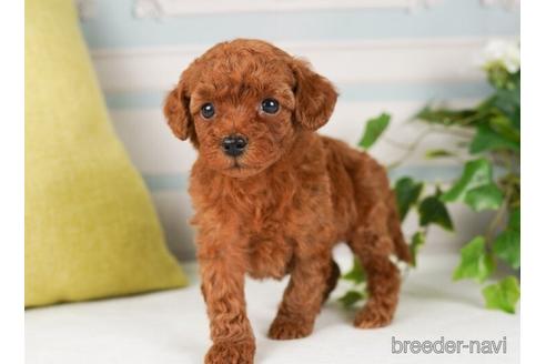 成約済の神奈川県のトイプードル-238976の5枚目