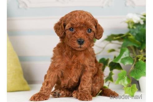 成約済の神奈川県のトイプードル-238976の4枚目