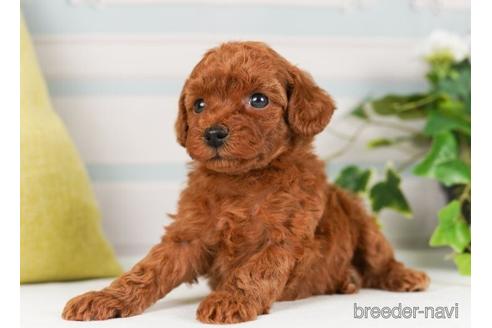 成約済の神奈川県のトイプードル-238976の3枚目