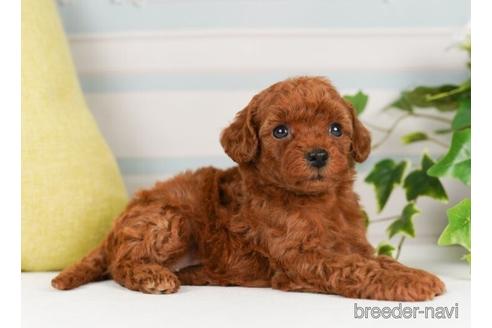 成約済の神奈川県のトイプードル-238976の2枚目