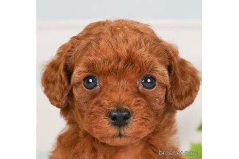 成約済の神奈川県のトイプードル-238976の1枚目