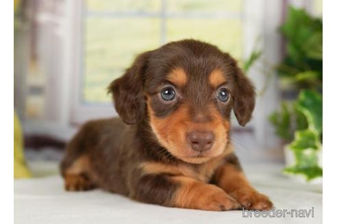 成約済の神奈川県のミニチュアダックスフンド(ロングヘアード)-238978の4枚目
