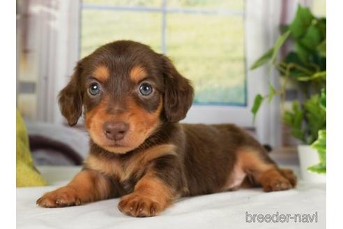 成約済の神奈川県のミニチュアダックスフンド(ロングヘアード)-238978の3枚目