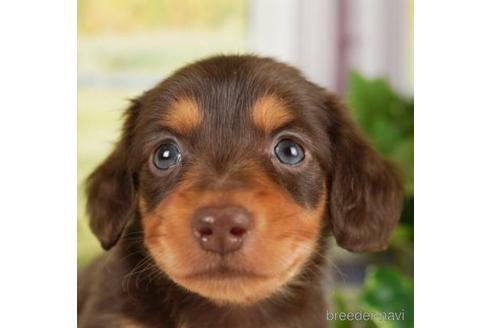 成約済の神奈川県のミニチュアダックスフンド(ロングヘアード)-238978