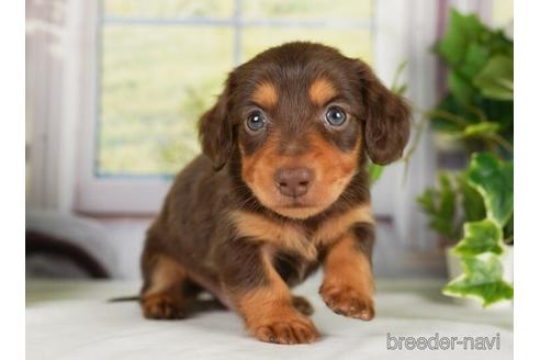 成約済の神奈川県のミニチュアダックスフンド(ロングヘアード)-238978の5枚目