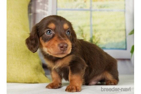 成約済の神奈川県のミニチュアダックスフンド(ロングヘアード)-238978の2枚目