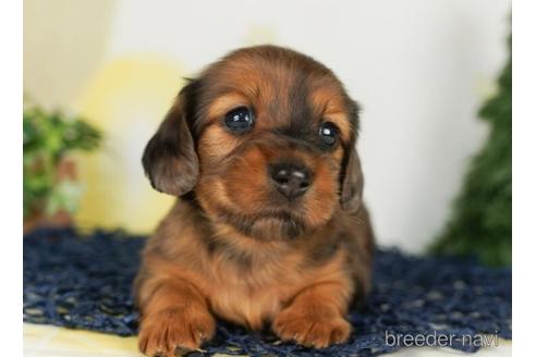 成約済の千葉県のミニチュアダックスフンド(ロングヘアード)-238982の4枚目