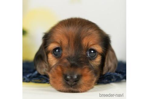 成約済の千葉県のミニチュアダックスフンド(ロングヘアード)-238982