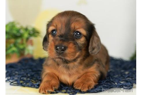 成約済の千葉県のミニチュアダックスフンド(ロングヘアード)-238982の5枚目