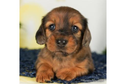 成約済の千葉県のミニチュアダックスフンド(ロングヘアード)-238982の2枚目