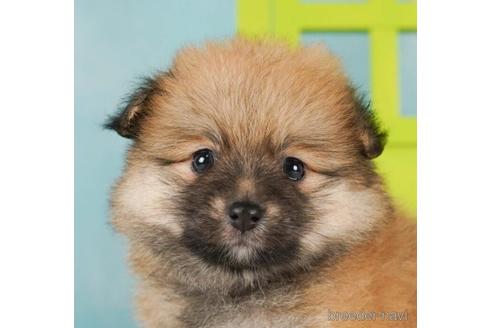 成約済の千葉県のポメラニアン-238984の3枚目