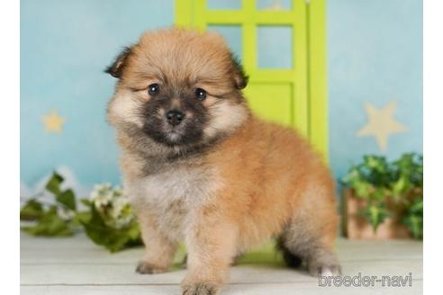 成約済の千葉県のポメラニアン-238984の4枚目