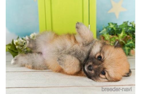 成約済の千葉県のポメラニアン-238984の5枚目