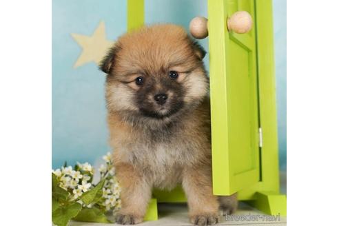 成約済の千葉県のポメラニアン-238984