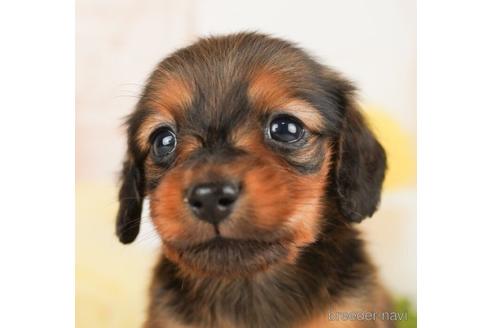 成約済の千葉県のミニチュアダックスフンド(ロングヘアード)-238986の1枚目