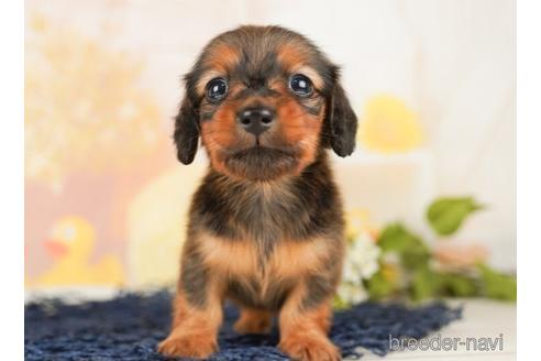 成約済の千葉県のミニチュアダックスフンド(ロングヘアード)-238986の2枚目