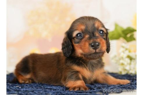 成約済の千葉県のミニチュアダックスフンド(ロングヘアード)-238986の3枚目