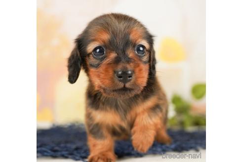 成約済の千葉県のミニチュアダックスフンド(ロングヘアード)-238986の4枚目