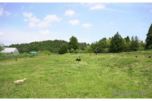 成約済の千葉県のミニチュアダックスフンド(ロングヘアード)-238988の5枚目