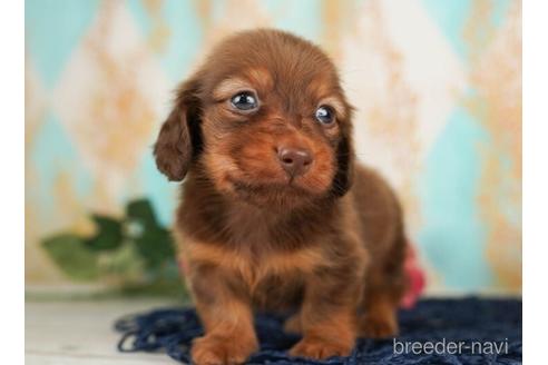 成約済の千葉県のカニンヘンダックスフンド(ロングヘアード)-238991の4枚目
