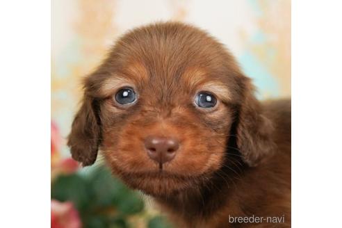 成約済の千葉県のカニンヘンダックスフンド(ロングヘアード)-238991の3枚目