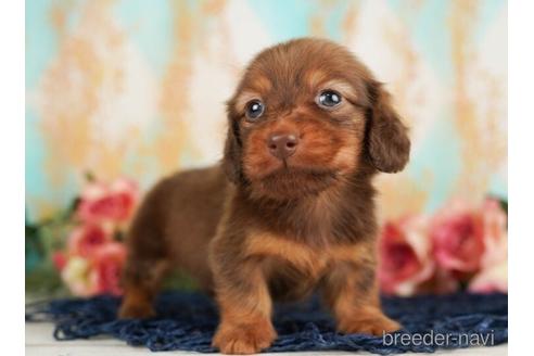成約済の千葉県のカニンヘンダックスフンド(ロングヘアード)-238991の2枚目