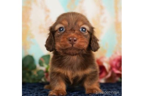 成約済の千葉県のカニンヘンダックスフンド(ロングヘアード)-238991の1枚目