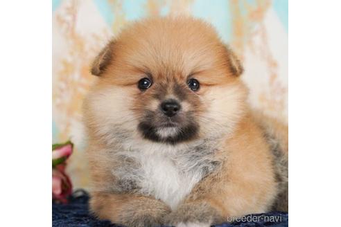 成約済の千葉県のポメラニアン-238995の2枚目