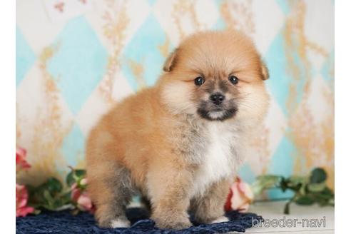 成約済の千葉県のポメラニアン-238995の3枚目