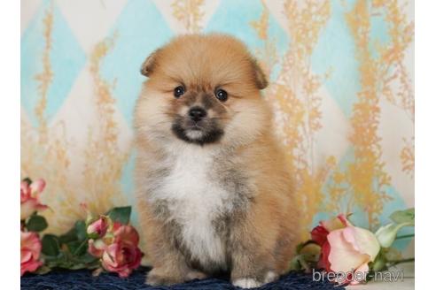 成約済の千葉県のポメラニアン-238995の4枚目