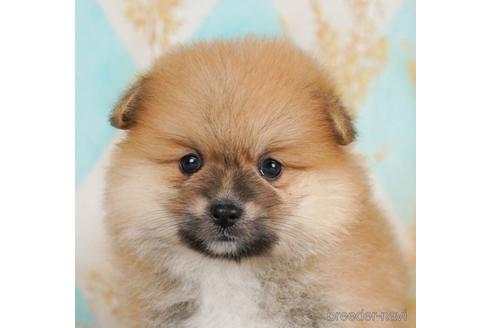 成約済の千葉県のポメラニアン-238995の1枚目