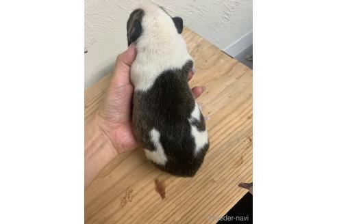 成約済の沖縄県のミックス犬-239000の18枚目