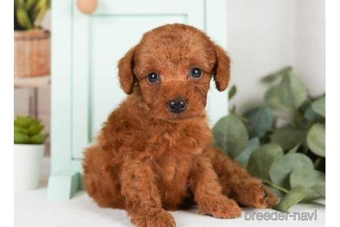 成約済の神奈川県のトイプードル-239003の3枚目