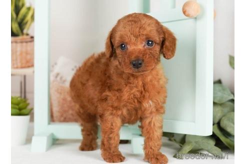 成約済の神奈川県のトイプードル-239003の2枚目