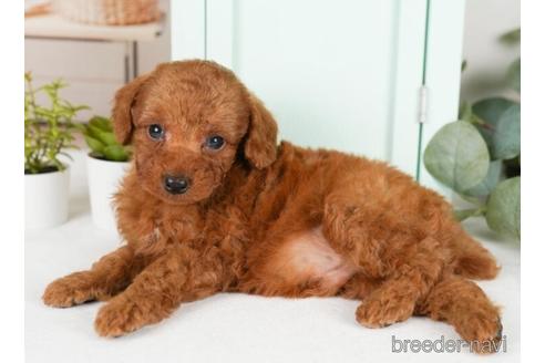 成約済の神奈川県のトイプードル-239003の4枚目