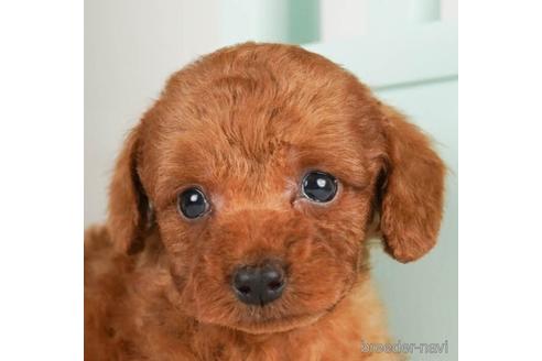 成約済の神奈川県のトイプードル-239003の1枚目