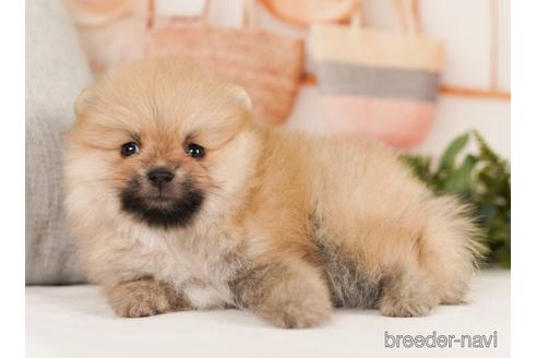 成約済の神奈川県のポメラニアン-239007の3枚目