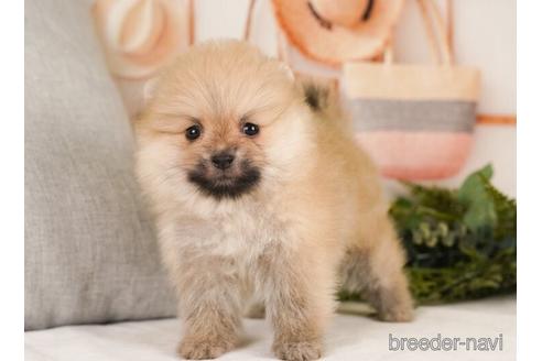 成約済の神奈川県のポメラニアン-239007の5枚目