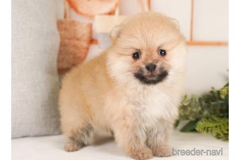 成約済の神奈川県のポメラニアン-239007の4枚目